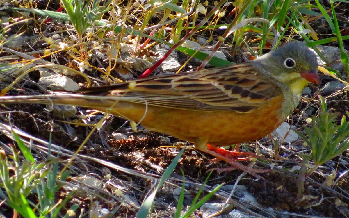 Ortolan Bunting