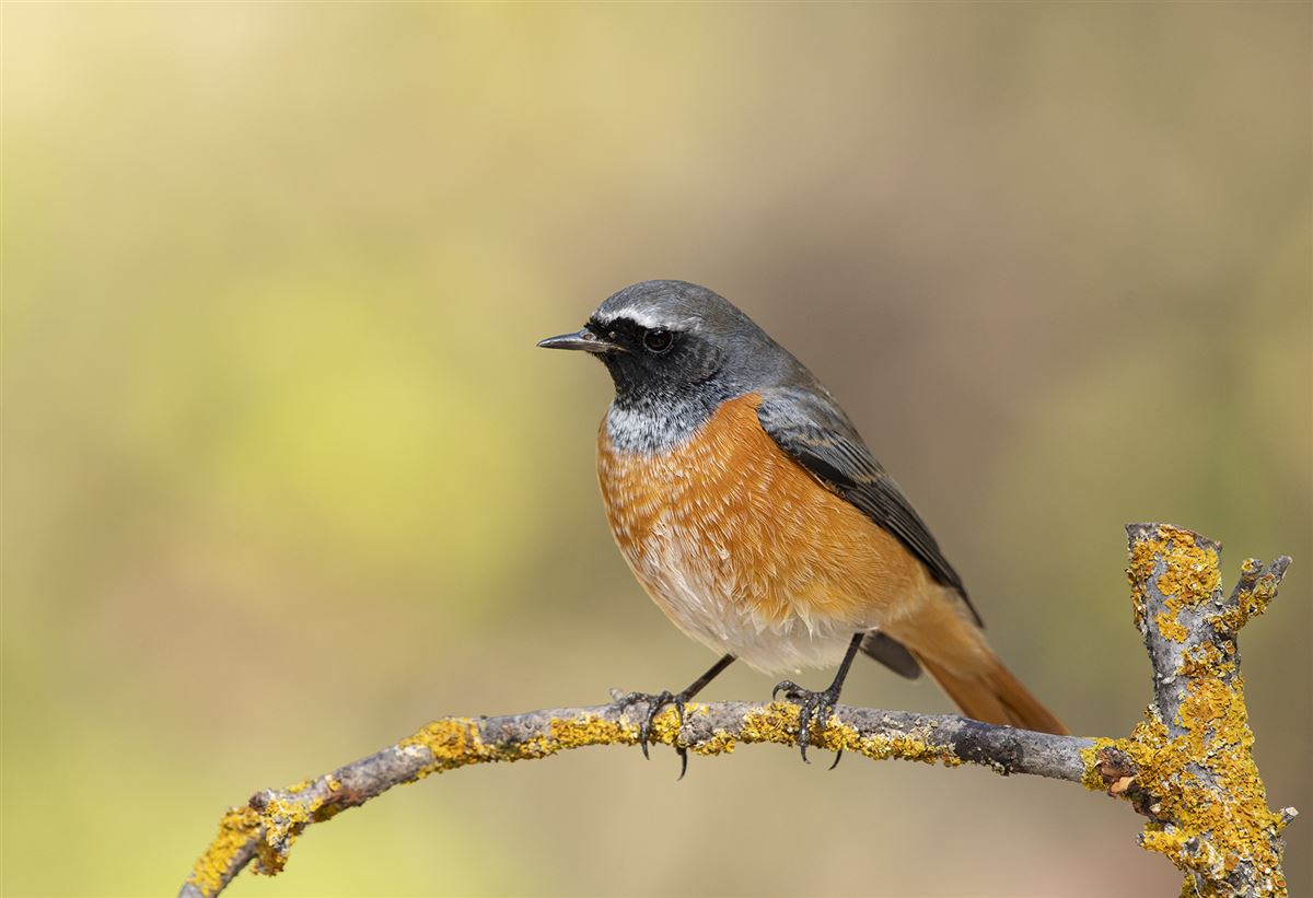 Common Redstart