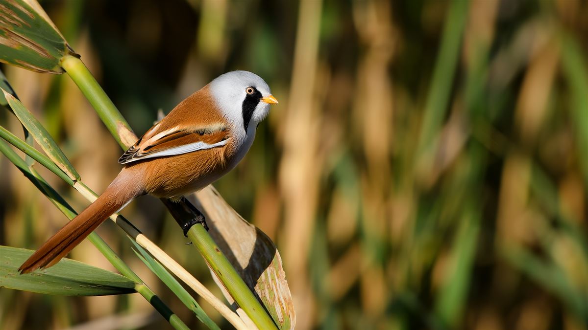 Bearded Reedling