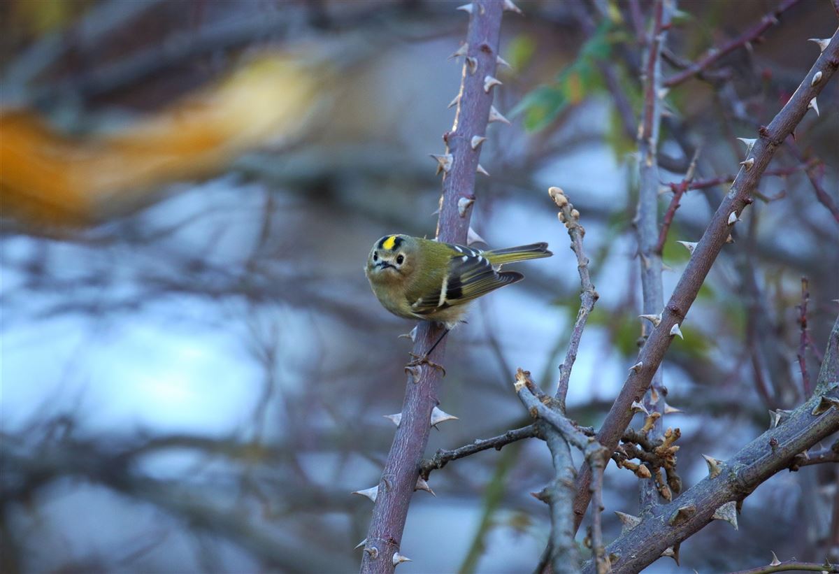 Goldcrest
