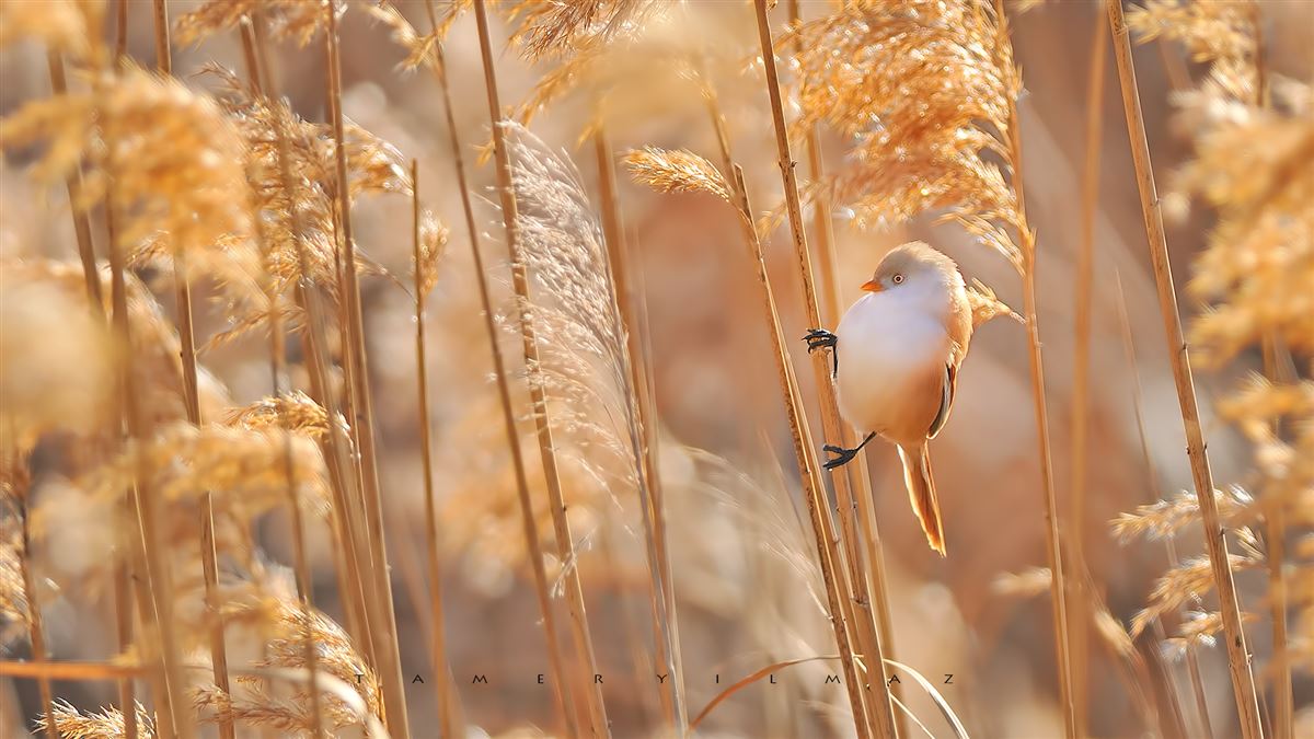 Bearded Reedling