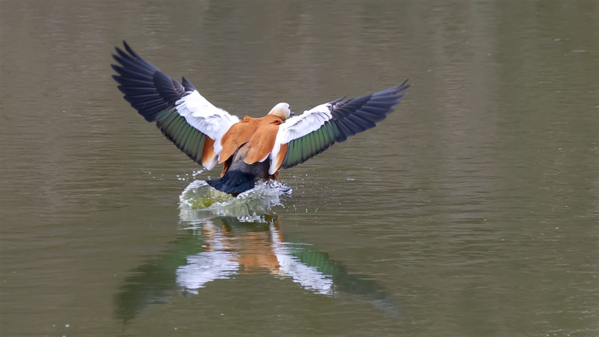 Ruddy Shelduck