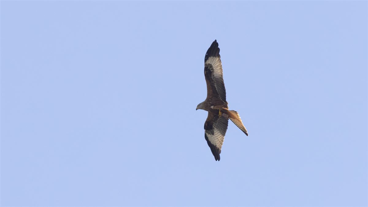 Red Kite