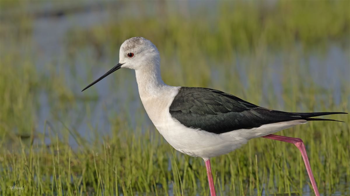 Black-winged Stilt