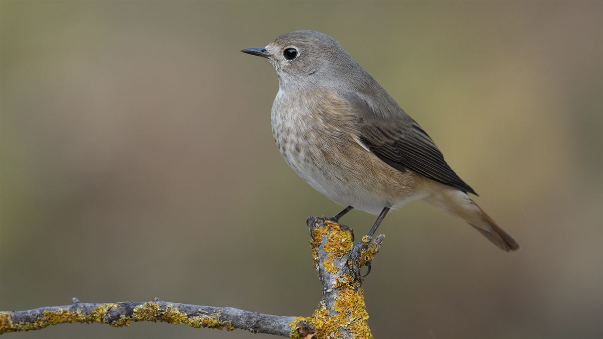 Common Redstart