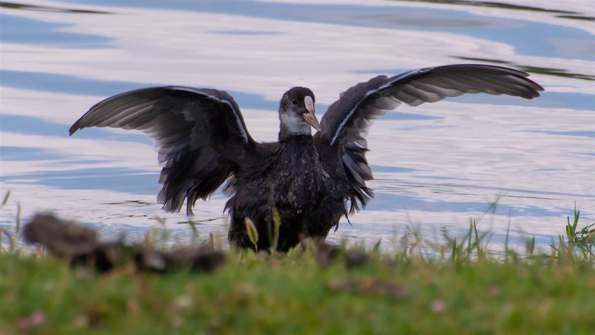 Eurasian Coot