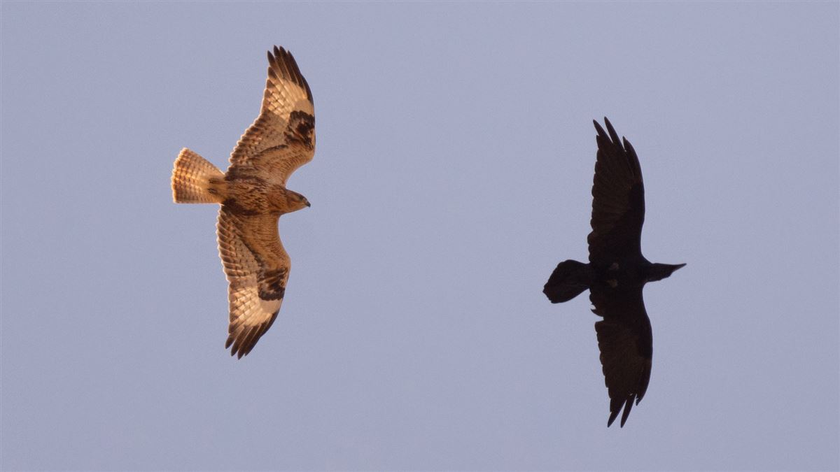 Northern Raven