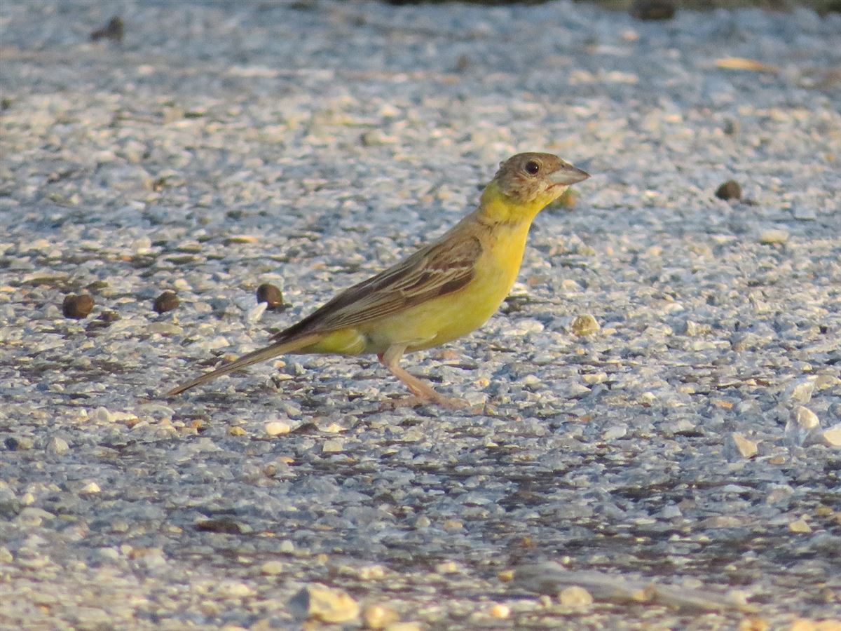 Black-headed Bunting