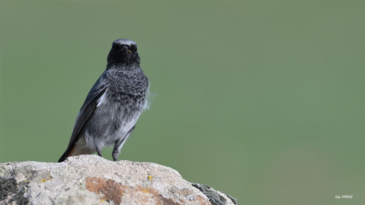 Black Redstart