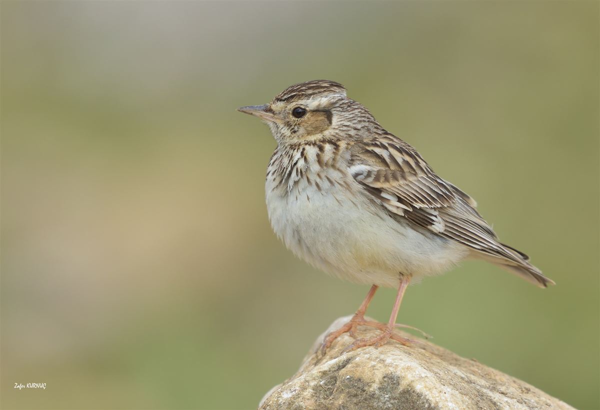 Woodlark