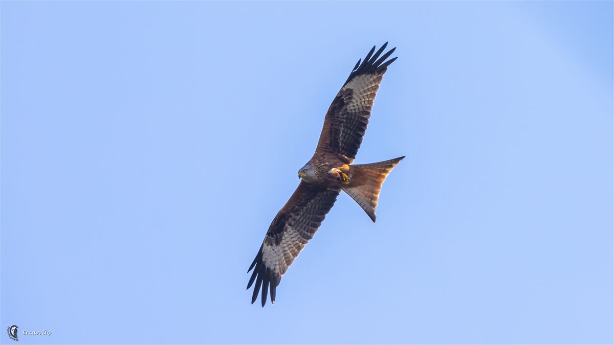 Red Kite