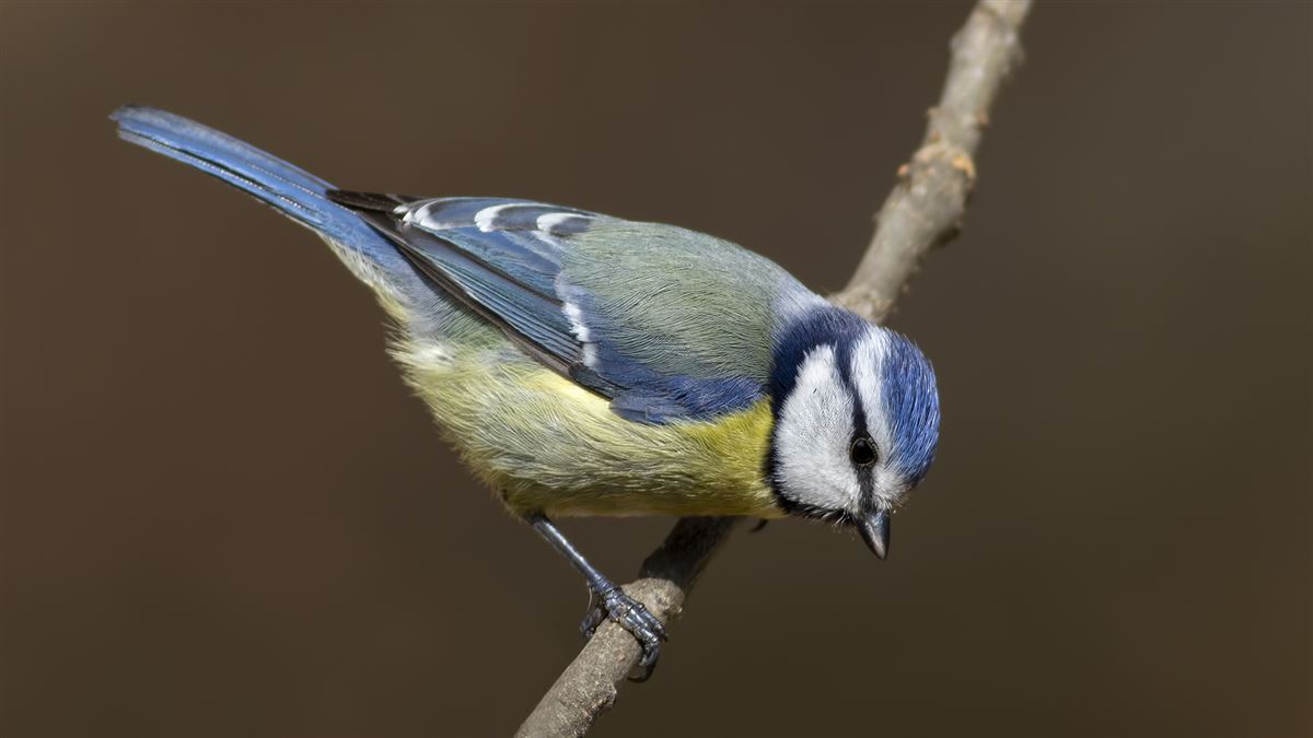 Eurasian Blue Tit