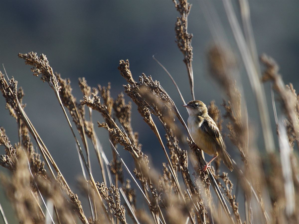 Zitting Cisticola