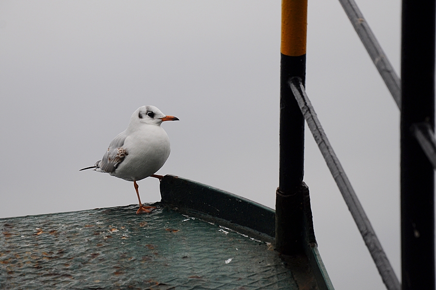 Black-headed Gull