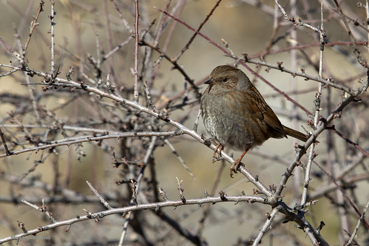 Dunnock