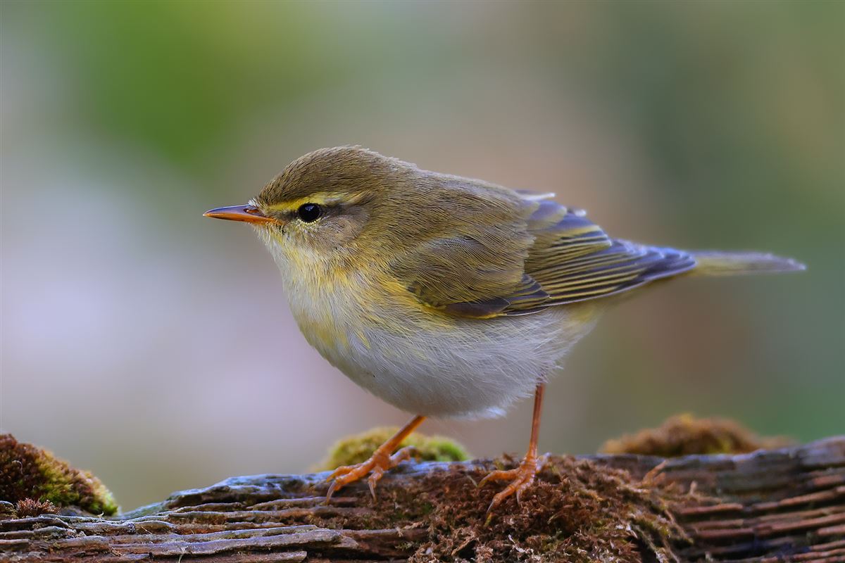 Willow Warbler