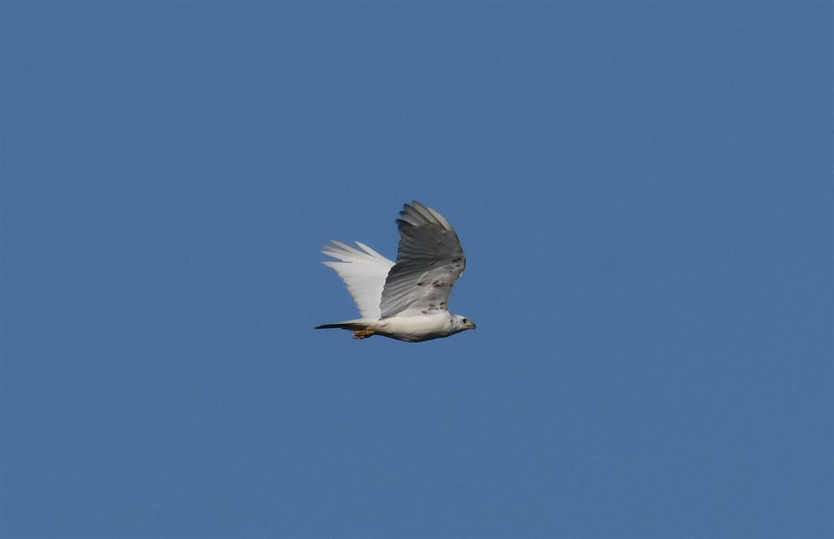 Common Buzzard