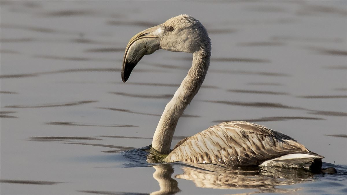 Greater Flamingo