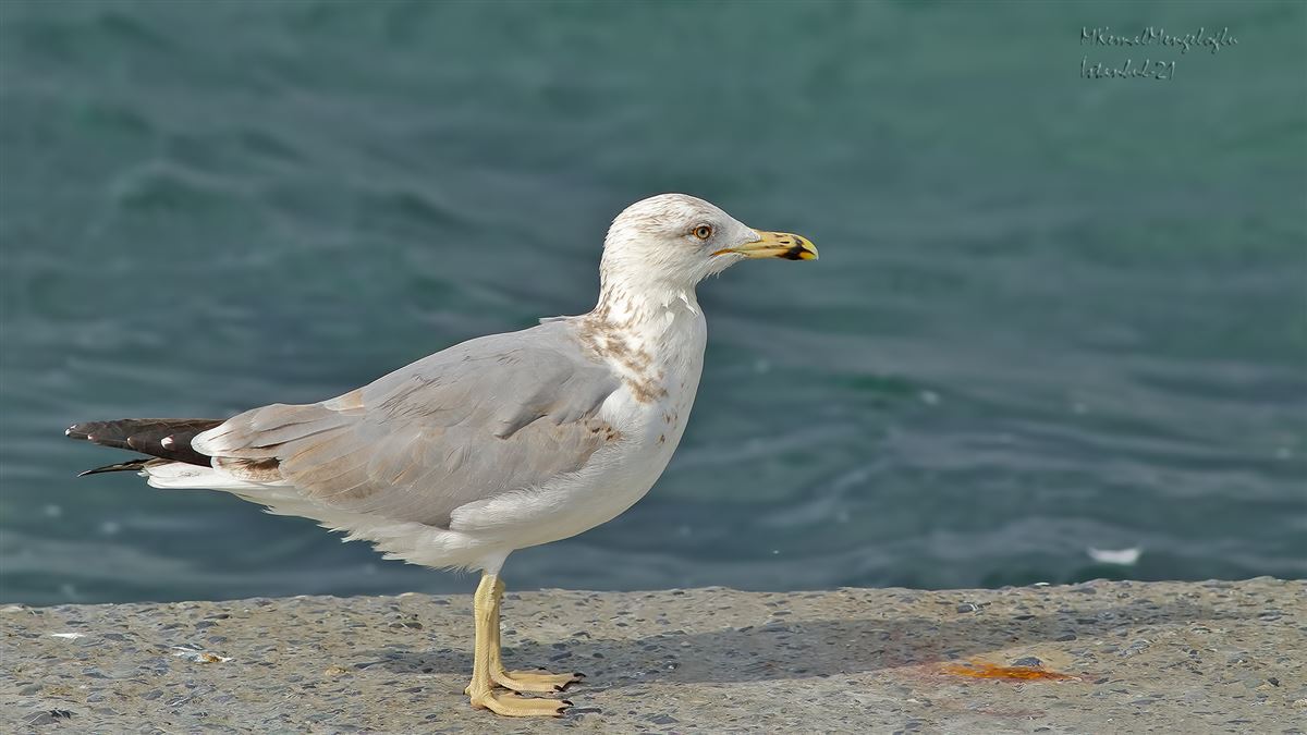 Yellow-legged Gull