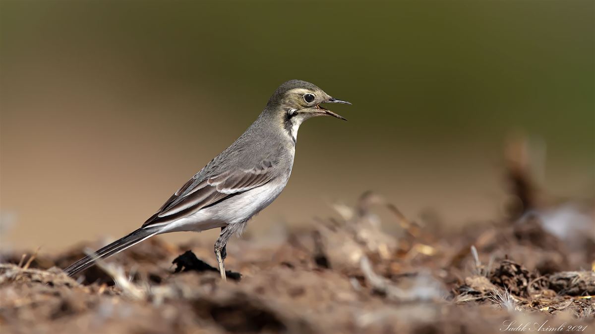 White Wagtail