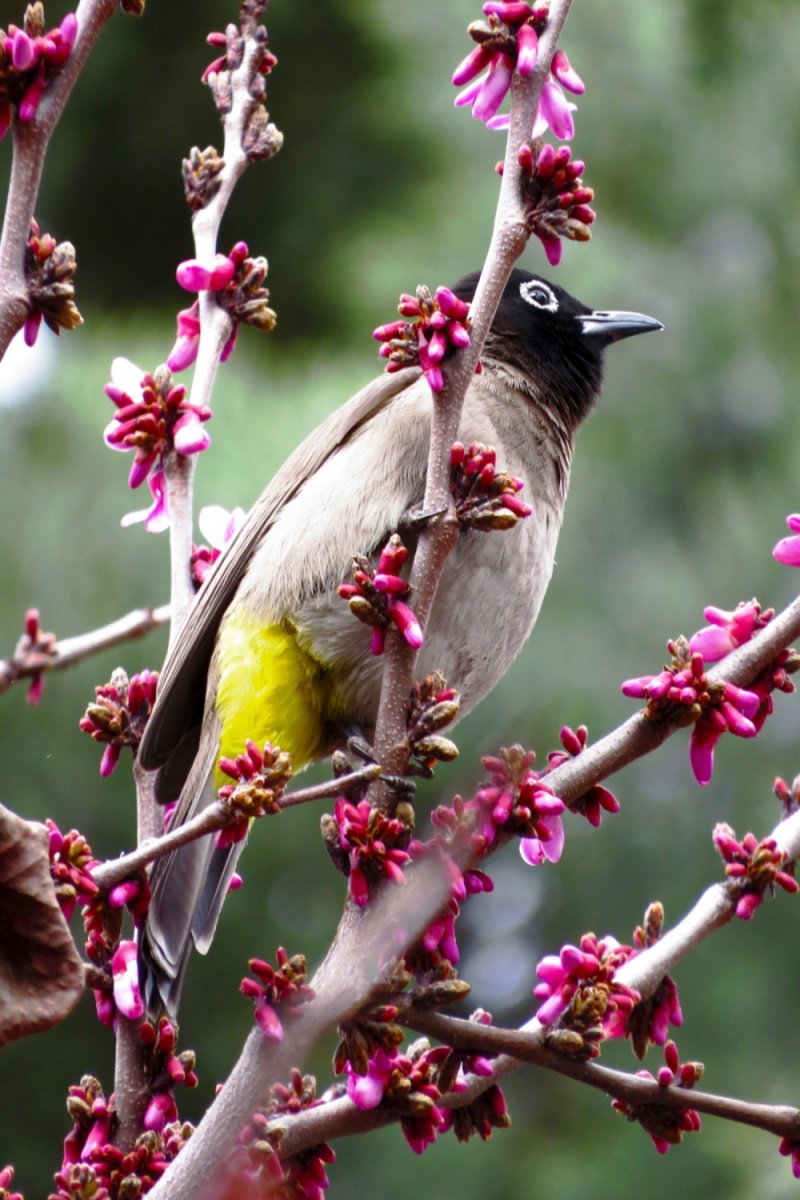 White-spectacled Bulbul