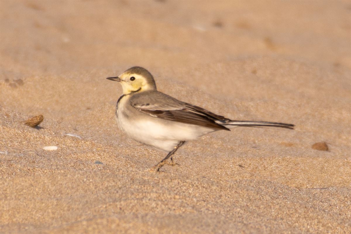 White Wagtail