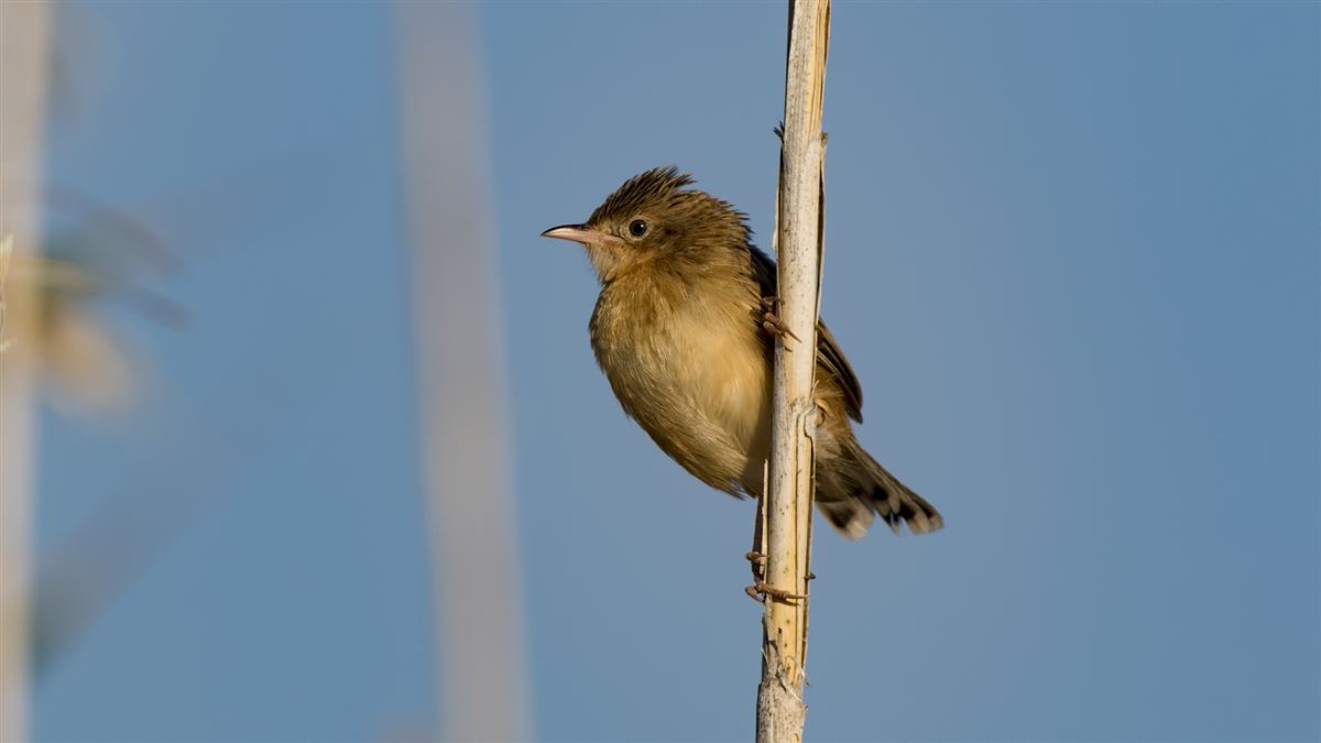 Zitting Cisticola