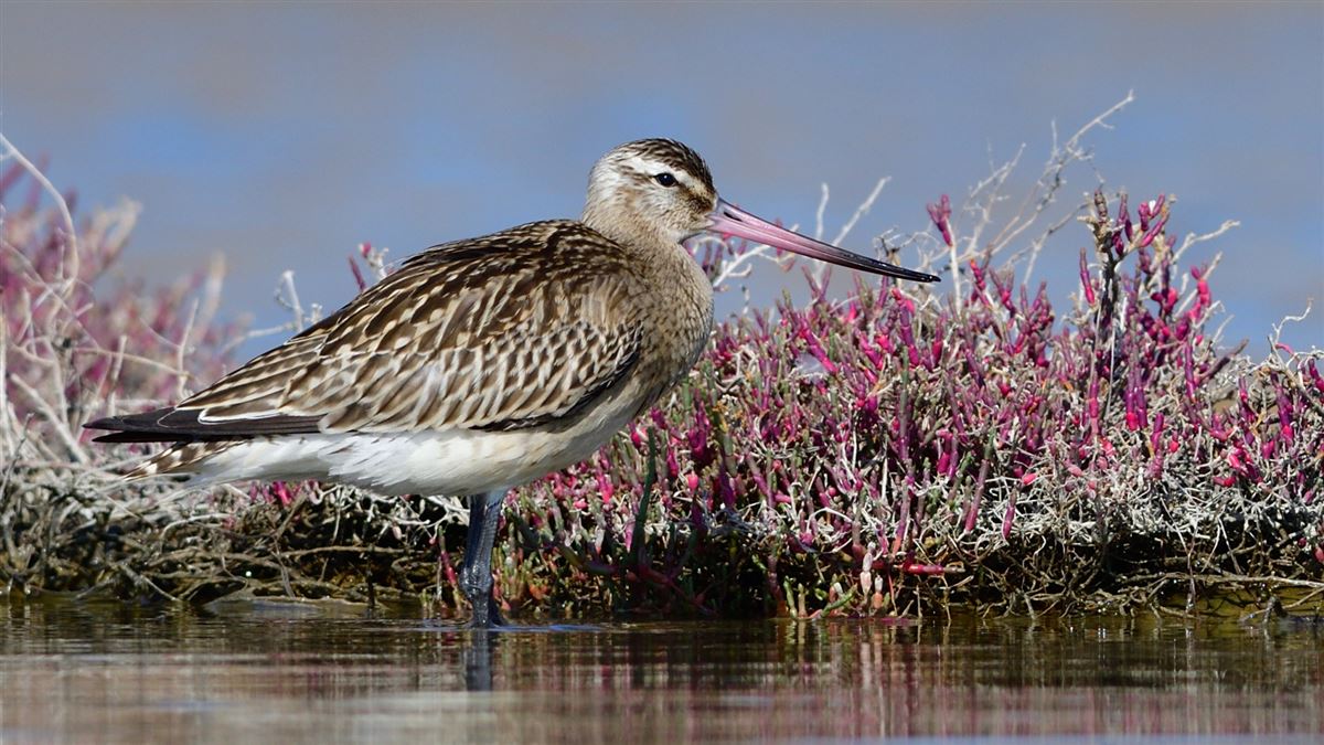 Bar-tailed Godwit