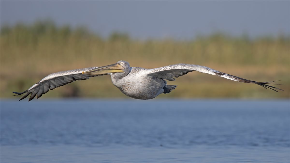 Dalmatian Pelican