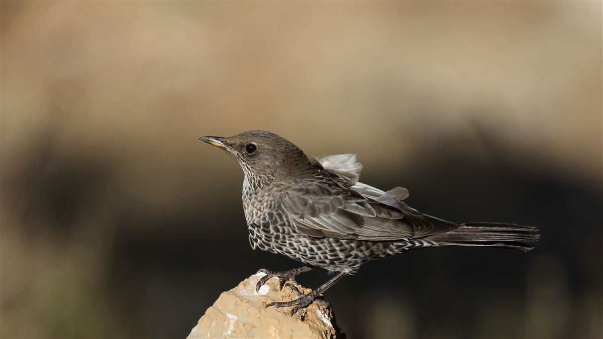 Ring Ouzel