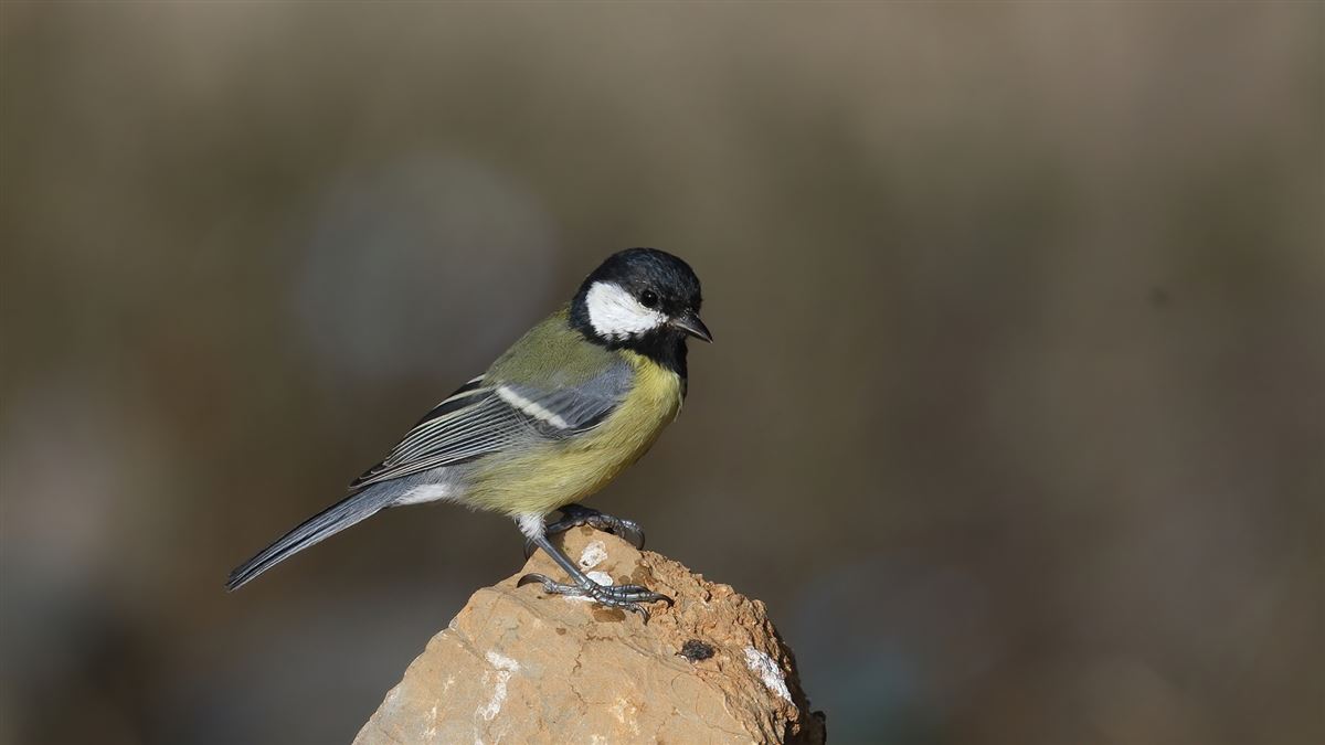 Great Tit