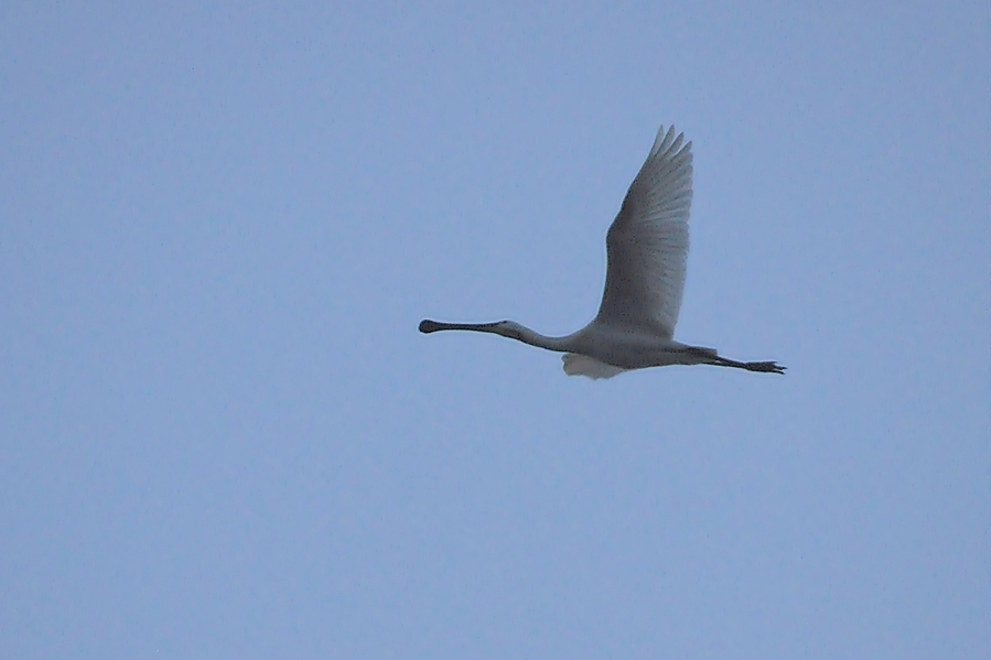 Eurasian Spoonbill