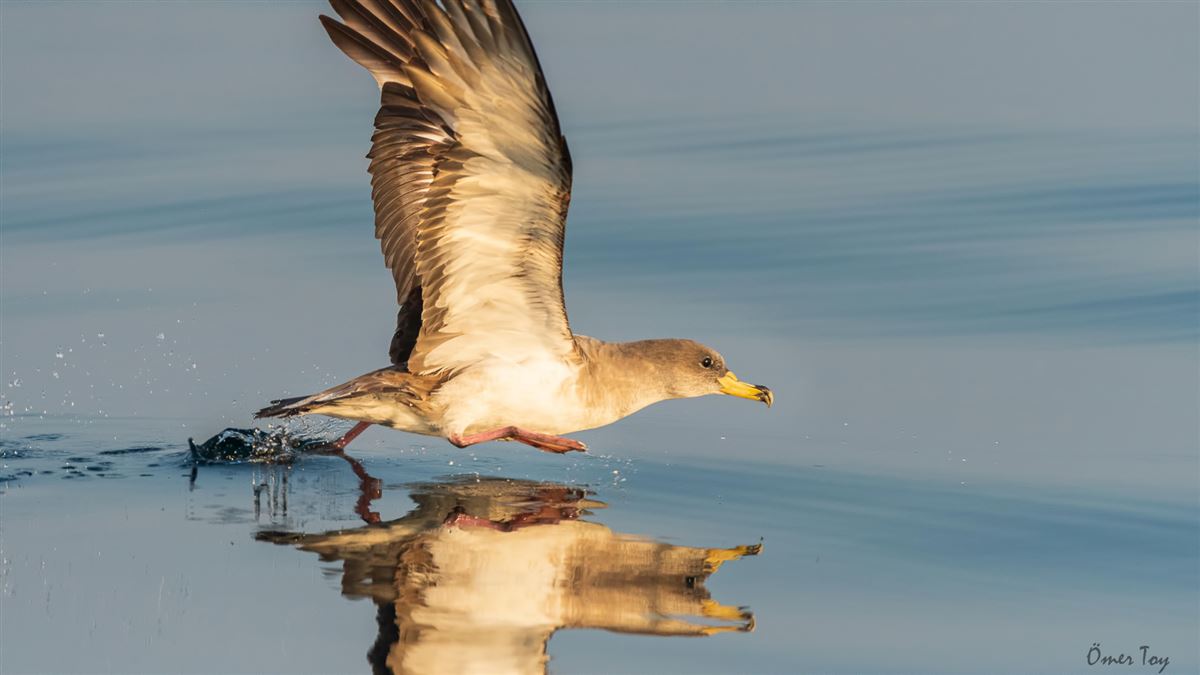 Scopoli`s Shearwater