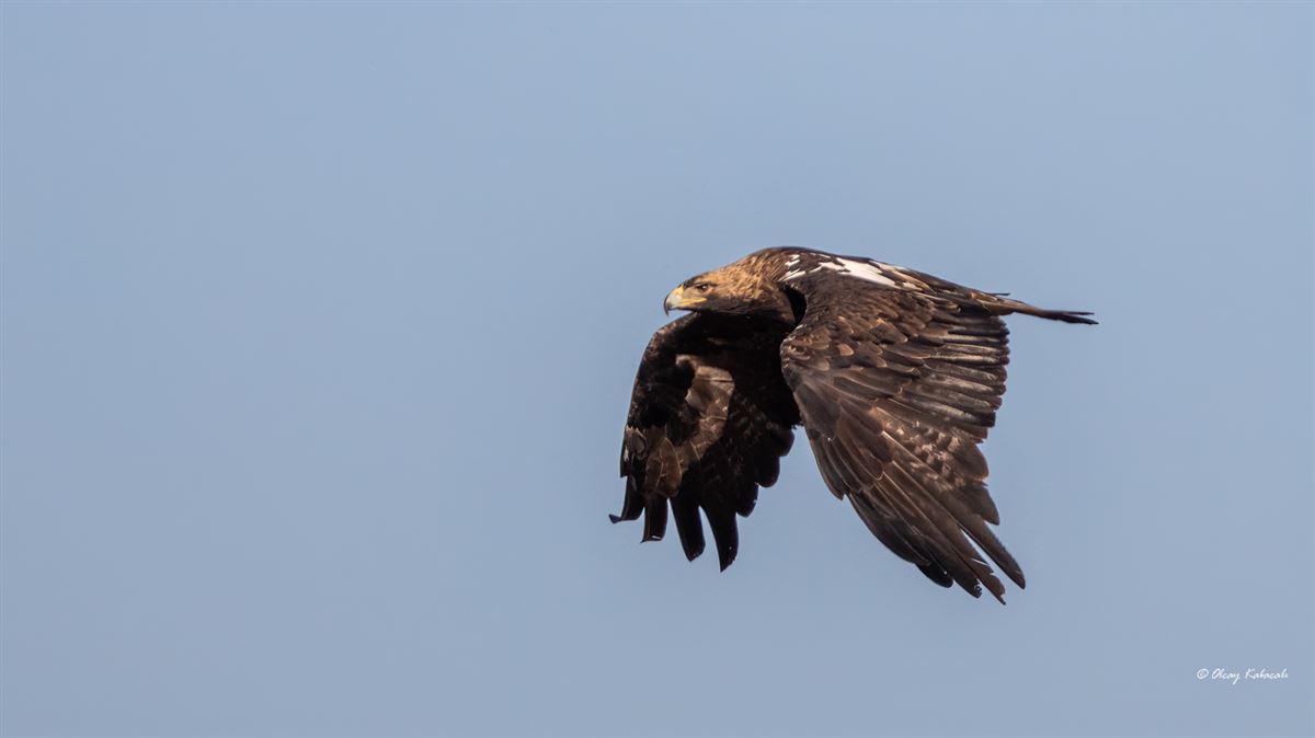 Eastern Imperial Eagle