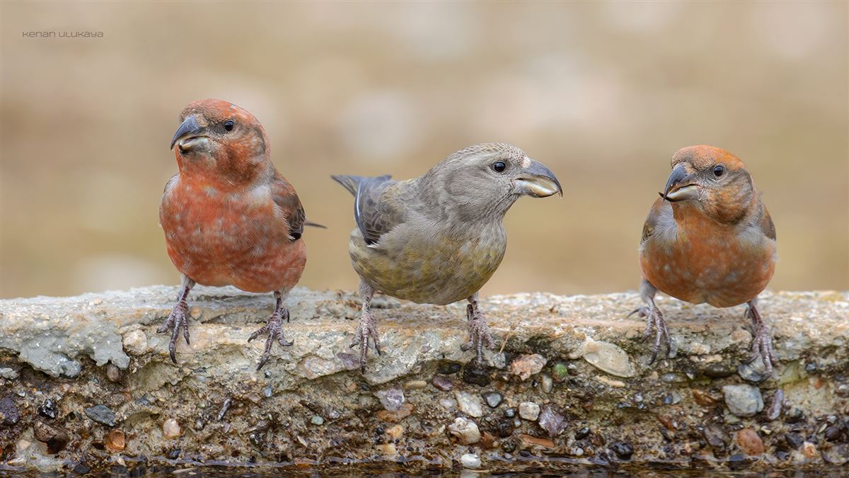 Red Crossbill
