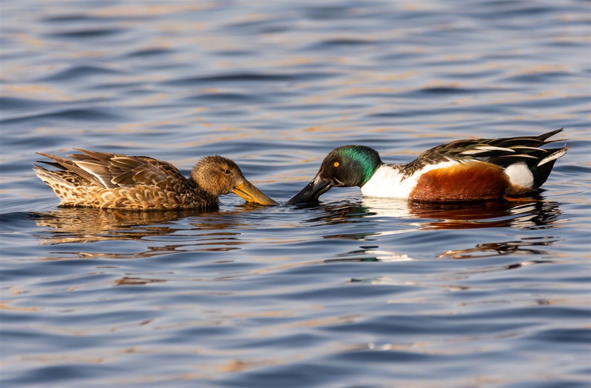 Northern Shoveler