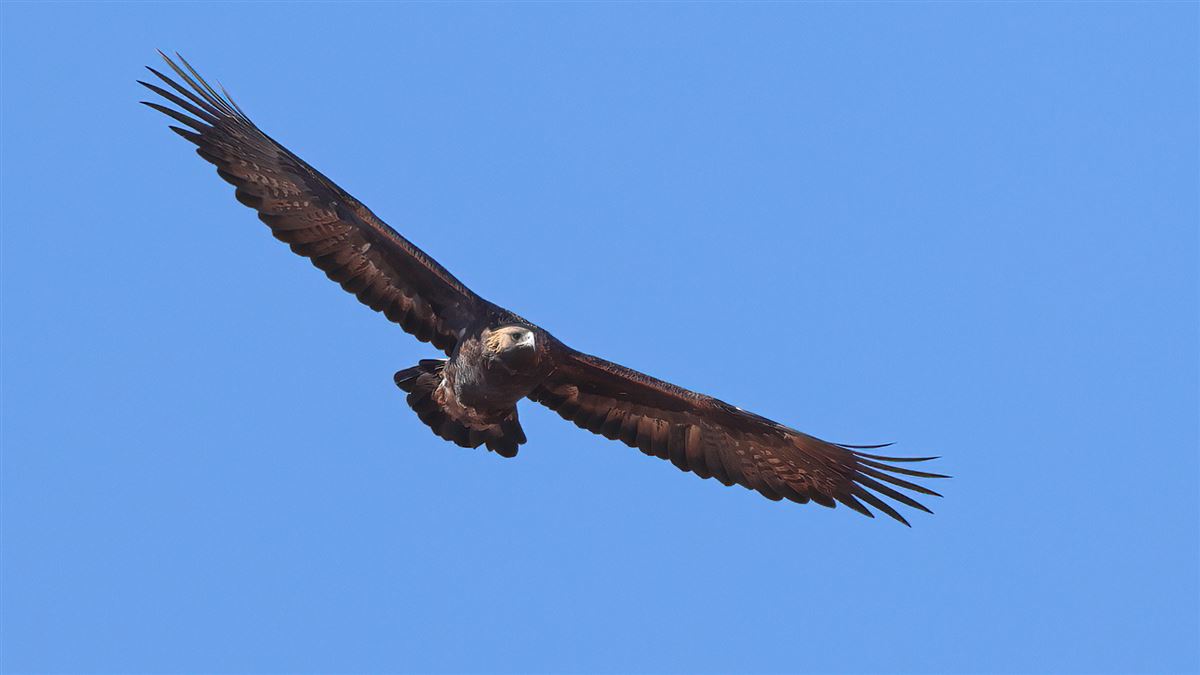 Golden Eagle