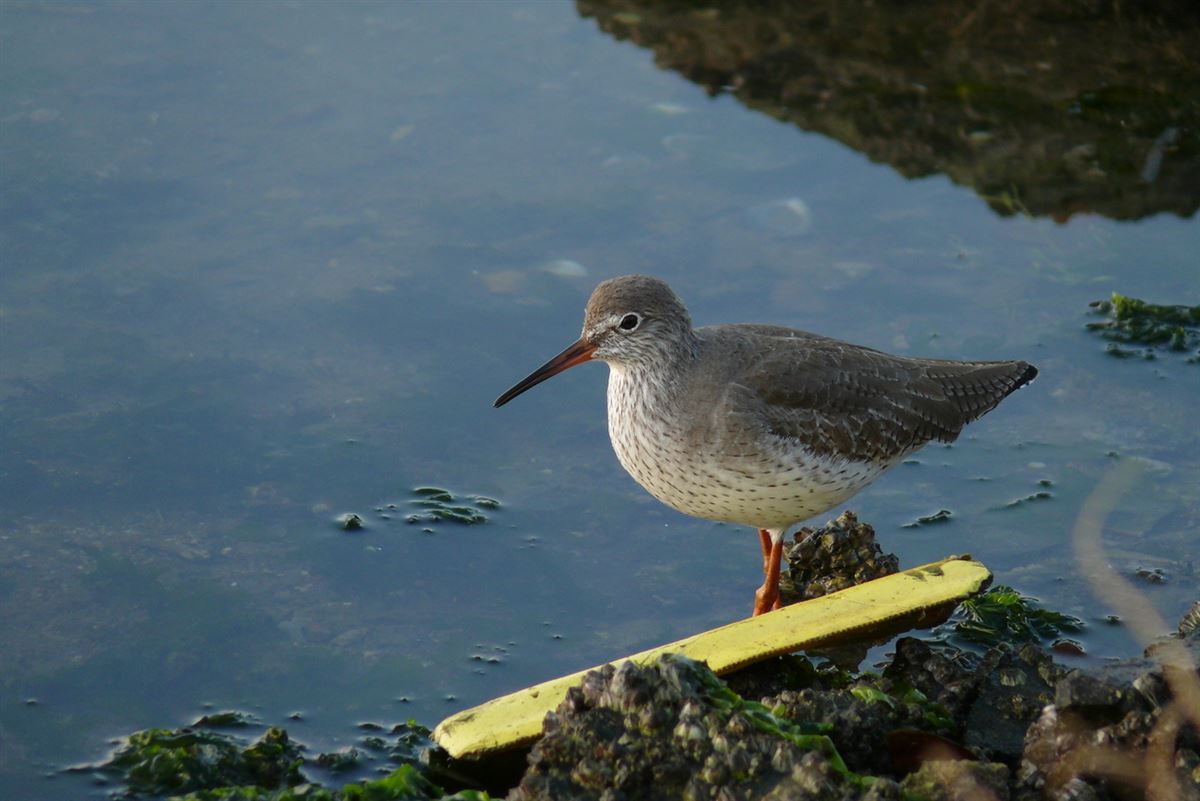 Common Redshank