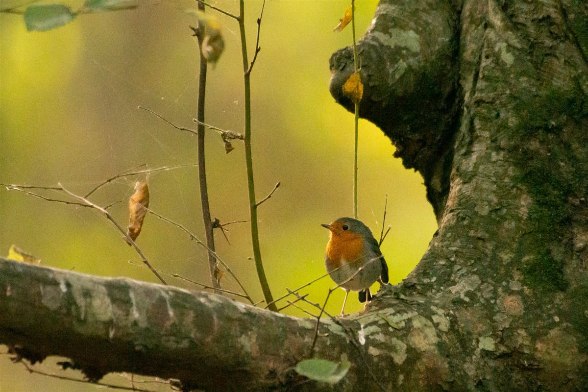 European Robin