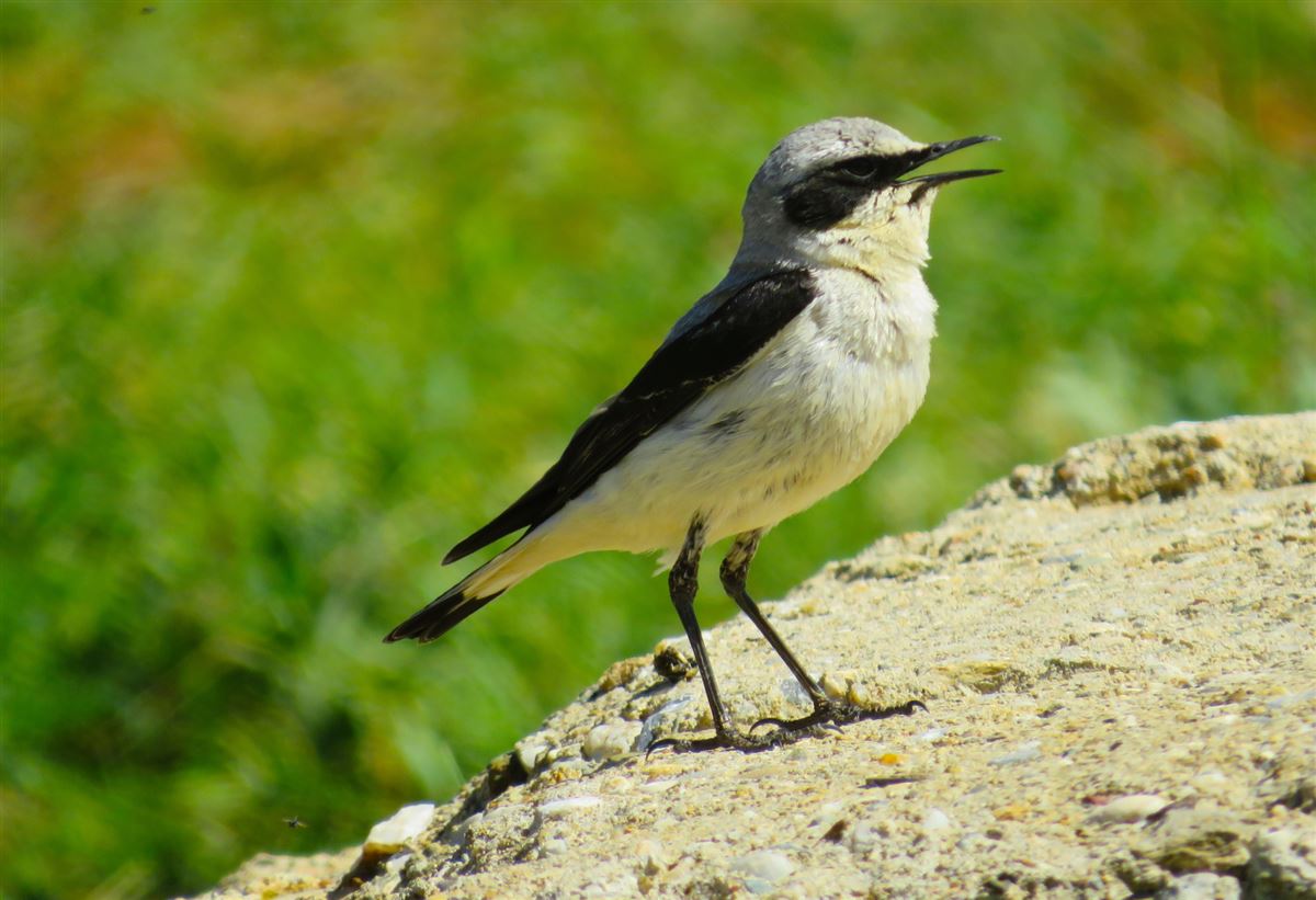 Northern Wheatear