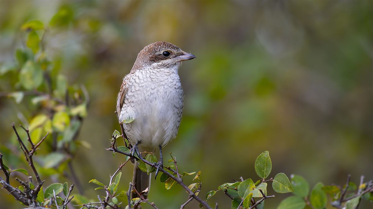 Red-backed Shrike