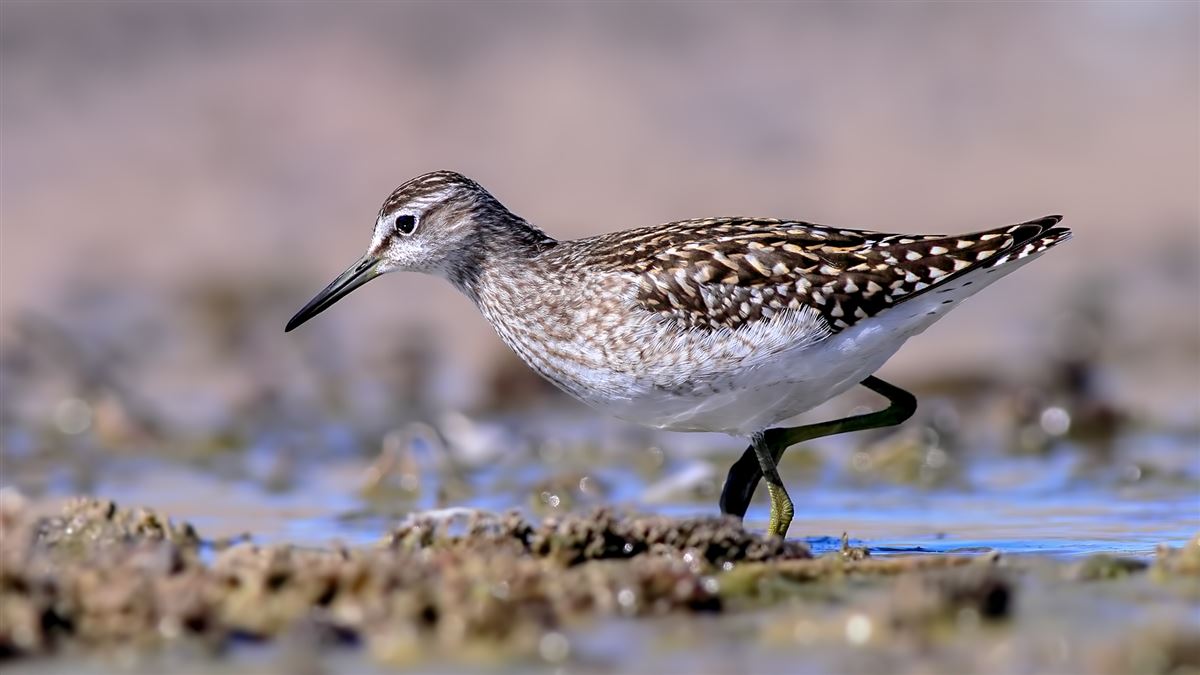 Wood Sandpiper