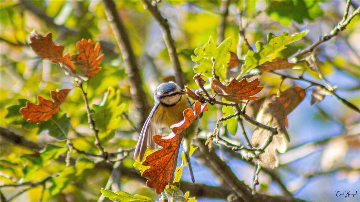 Eurasian Blue Tit
