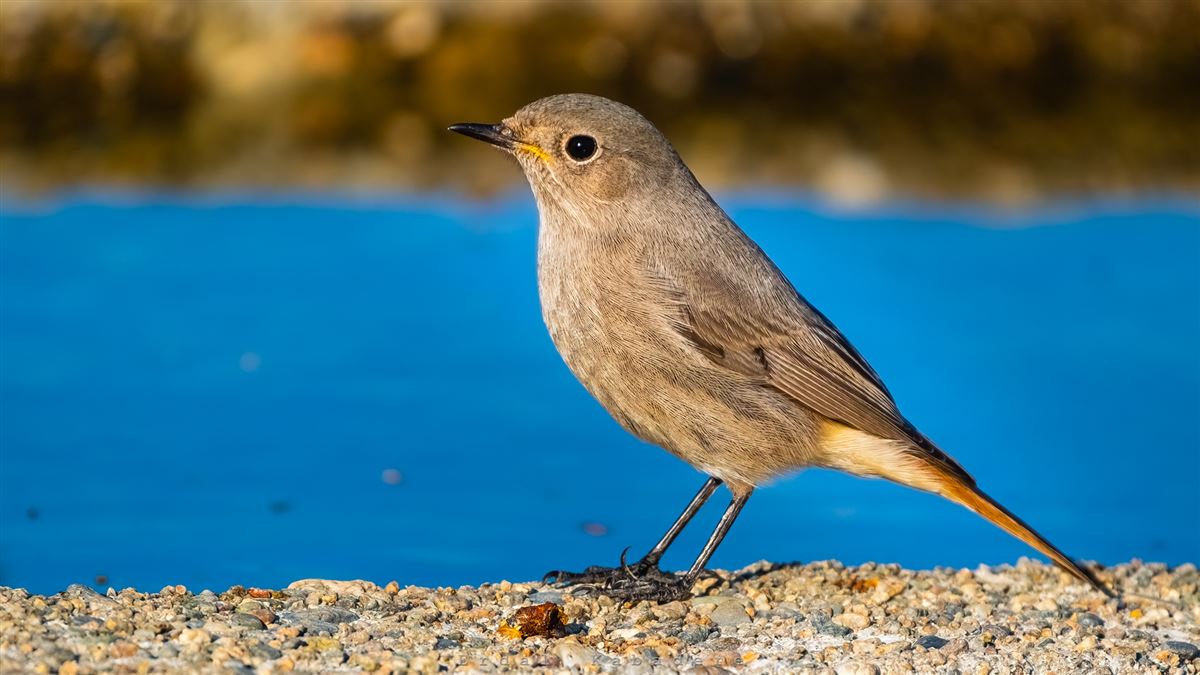 Black Redstart