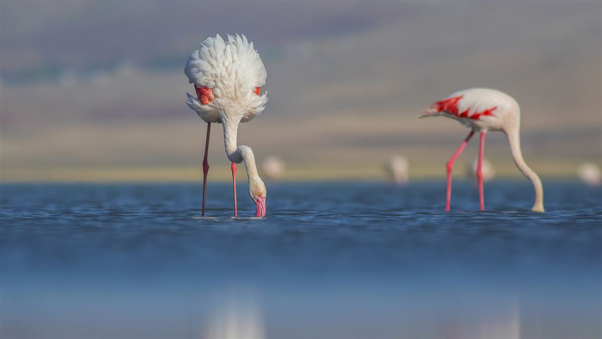 Greater Flamingo