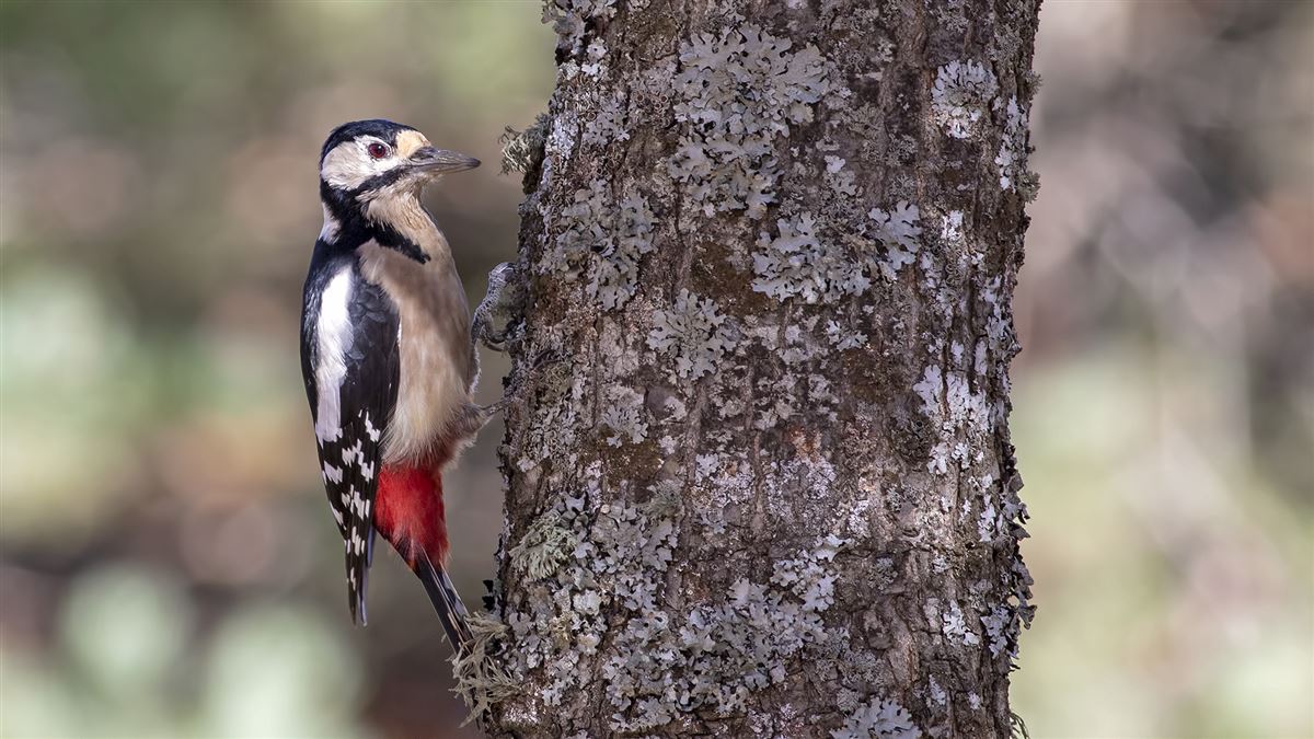 Great Spotted Woodpecker