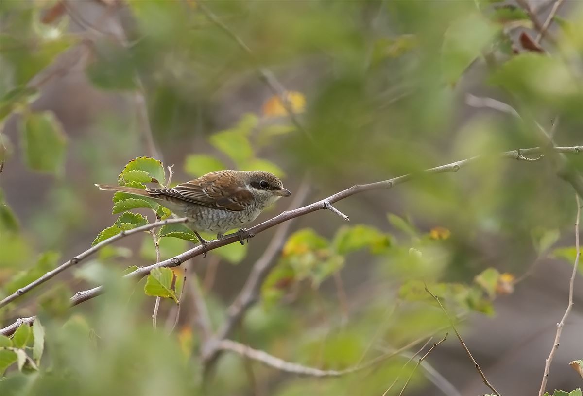 Red-backed Shrike