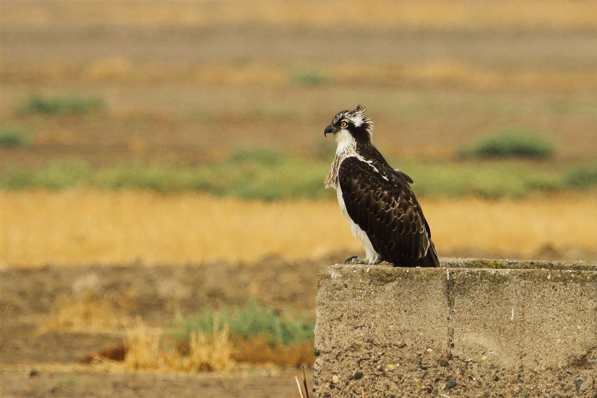 Osprey