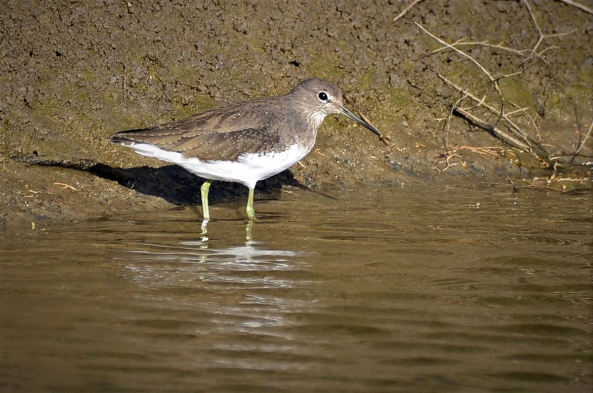 Green Sandpiper