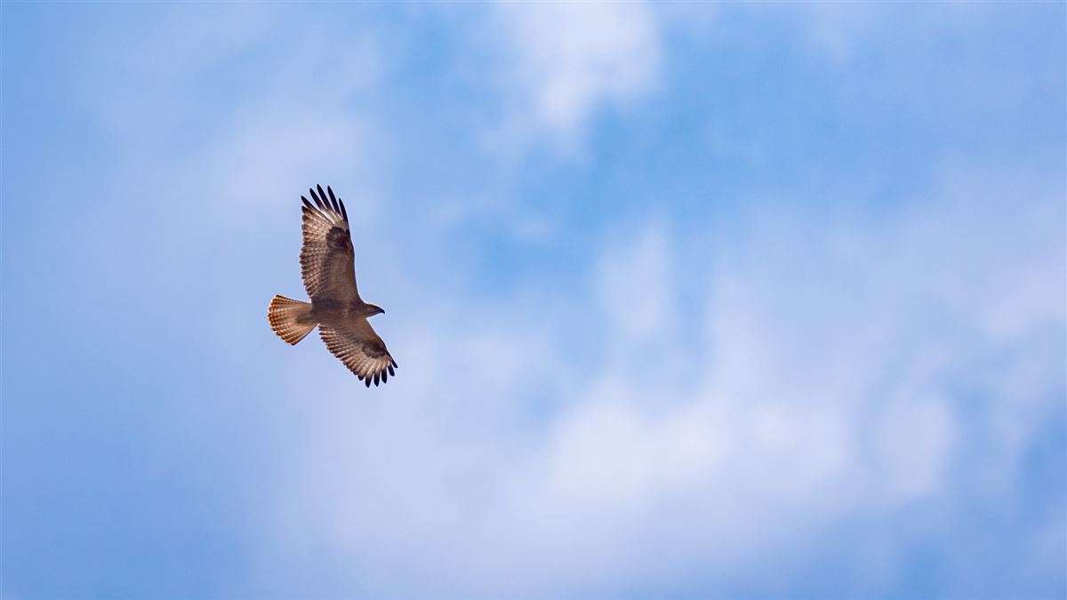 Long-legged Buzzard
